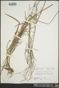 Schizachyrium stoloniferum image