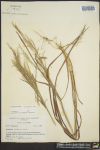 Schizachyrium stoloniferum image