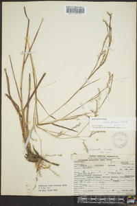 Schizachyrium stoloniferum image