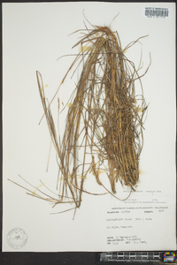 Schizachyrium tenerum image