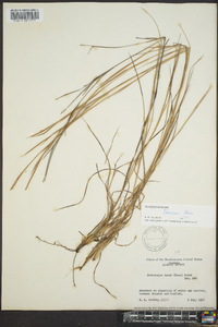 Schizachyrium tenerum image