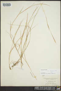 Schizachyrium tenerum image