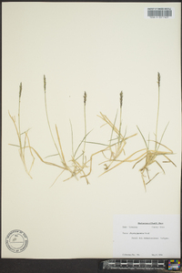 Zoysia japonica image