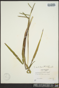 Paspalum boscianum image