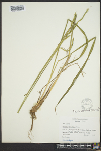 Paspalum dilatatum image