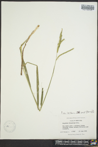 Paspalum dilatatum image