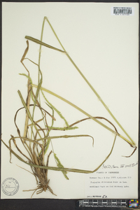 Paspalum dilatatum image