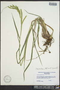 Paspalum dilatatum image