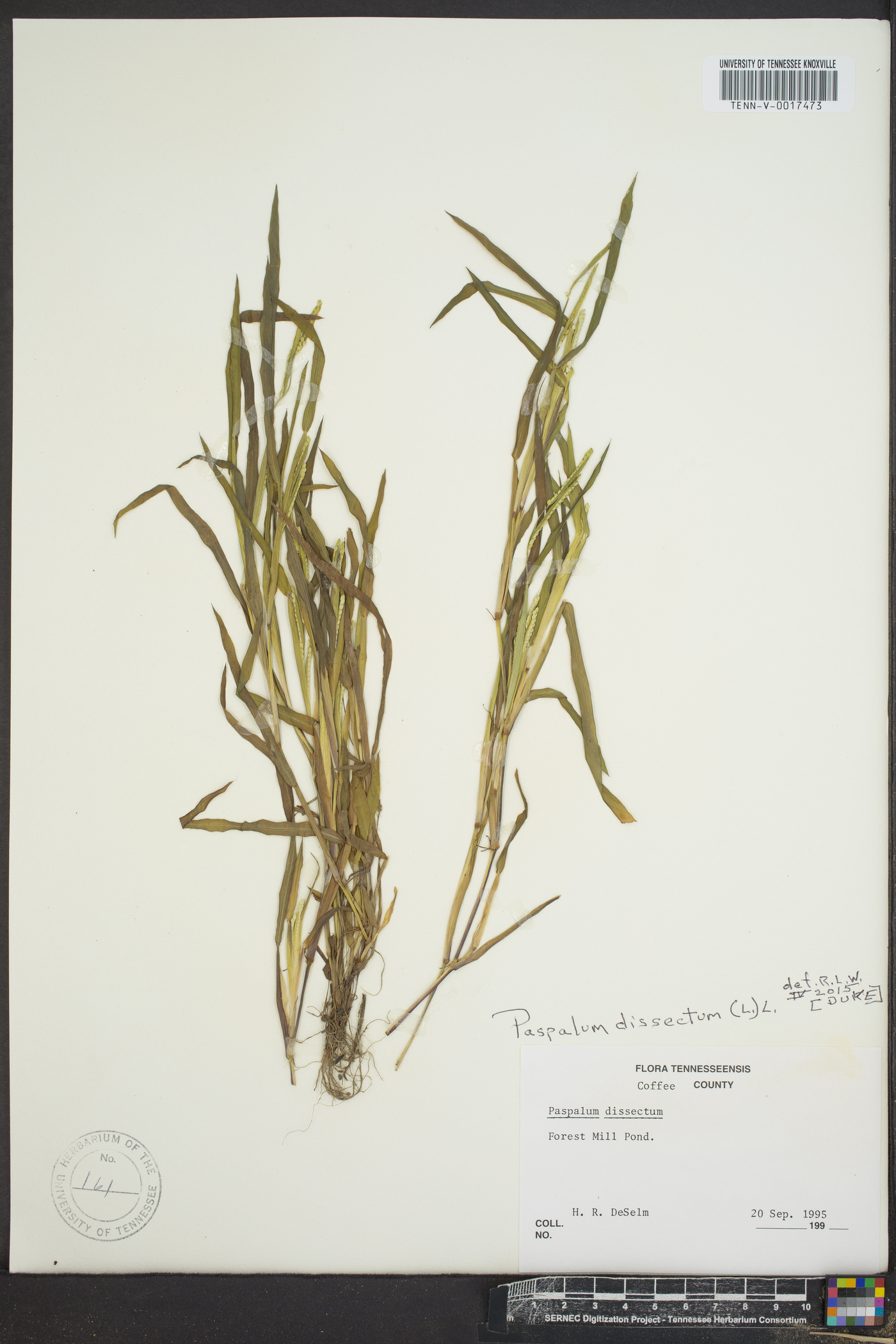 Paspalum dissectum image