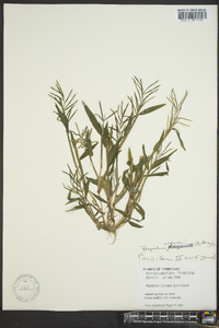 Paspalum fluitans image