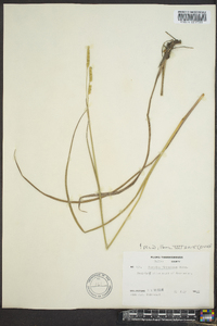 Paspalum floridanum image