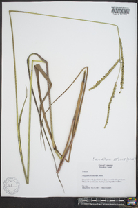 Paspalum floridanum image