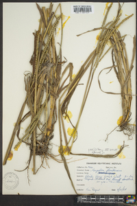 Paspalum floridanum image