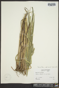 Paspalum floridanum image