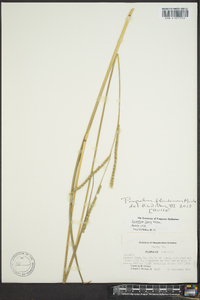 Paspalum floridanum image