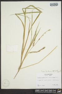 Paspalum floridanum image