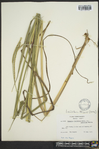 Paspalum floridanum image