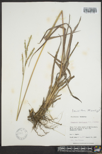 Paspalum floridanum image