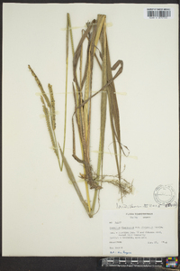 Paspalum floridanum image