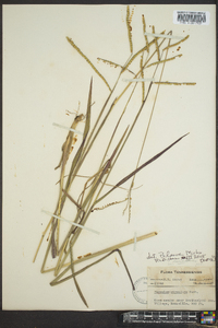 Paspalum laeve image