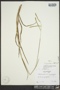 Paspalum laeve image