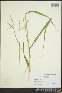 Paspalum laeve image