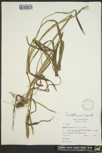 Paspalum laeve image