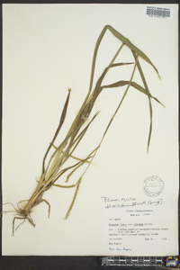 Paspalum laeve image