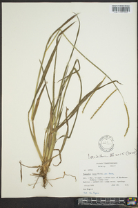 Paspalum laeve image