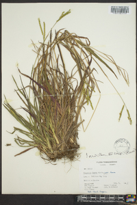 Paspalum laeve image