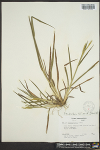 Paspalum laeve image