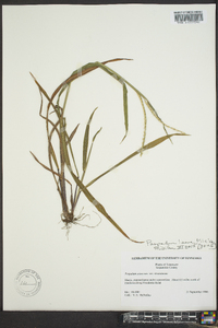 Paspalum laeve image