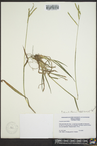 Paspalum laeve image