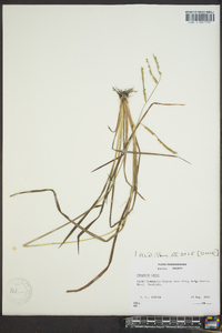 Paspalum laeve image