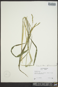 Paspalum laeve image