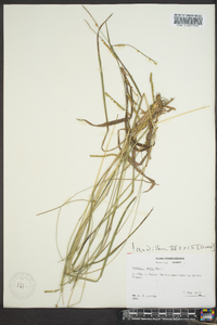 Paspalum laeve image