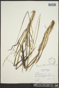 Paspalum laeve image