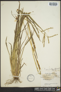 Paspalum laeve image