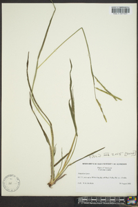 Paspalum laeve image