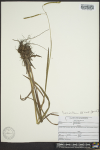 Paspalum laeve image