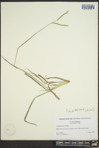 Paspalum laeve image