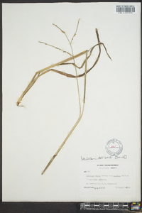 Paspalum laeve image