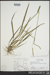 Paspalum laeve image