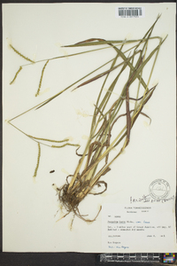 Paspalum laeve image