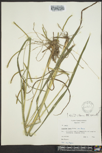 Paspalum laeve image