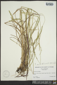 Paspalum laeve image