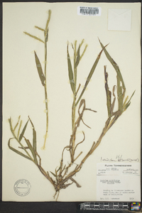 Paspalum pubiflorum image