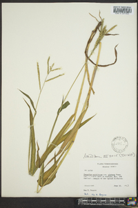 Paspalum pubiflorum image