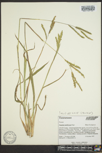 Paspalum pubiflorum image