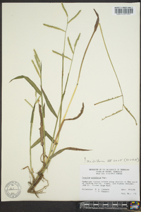 Paspalum pubiflorum image